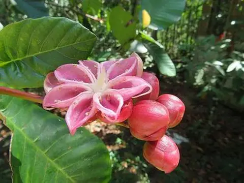 Bunga abuatn/ bunga simpur