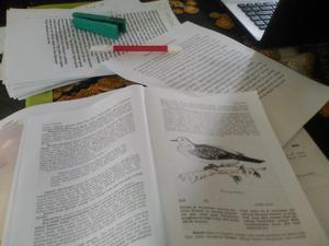 Penerjemahan bahasa Ahe